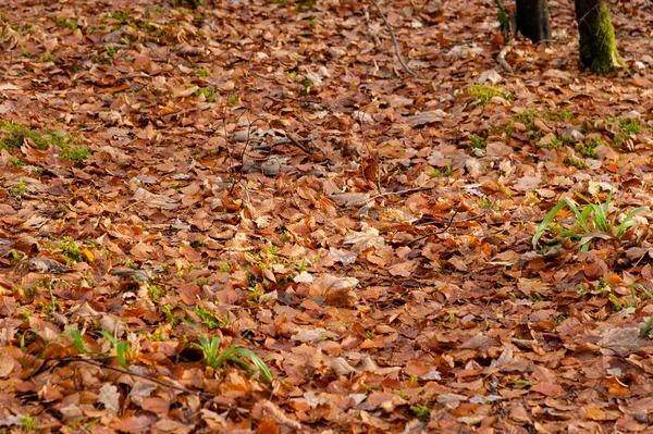 Hojas de haya en otoño — Foto de Stock
