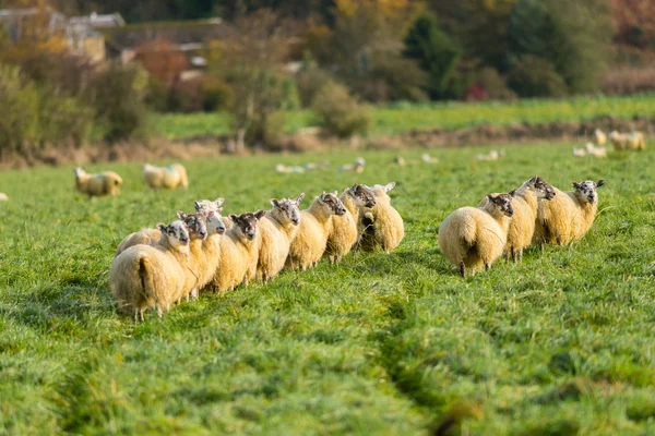Um rebanho de ovelhas no prado — Fotografia de Stock