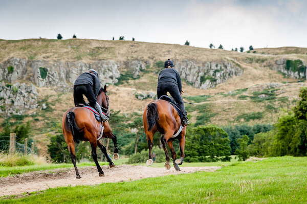 Racehorses in training uphill