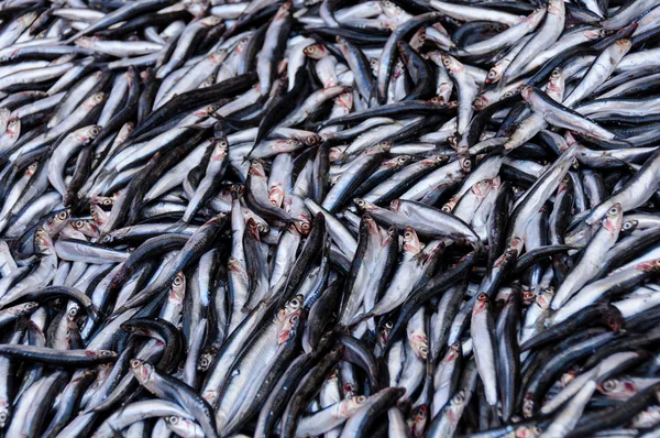 A catch of fresh anchovies — Stock Photo, Image