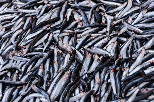 Una cattura di acciughe fresche — Foto Stock