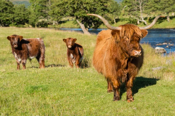 Uma vaca madura de Highland — Fotografia de Stock