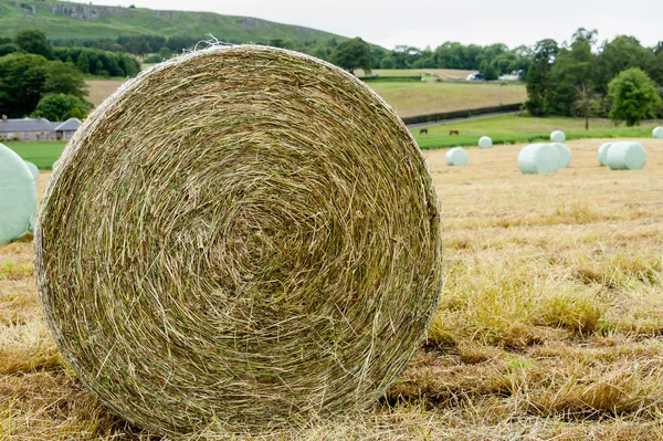 Rolled bales of hay — ストック写真