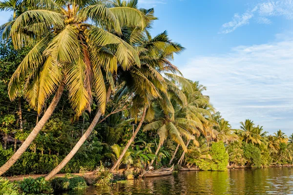 Palmiye ağaçları ve yoğun bitki örtüsü — Stok fotoğraf