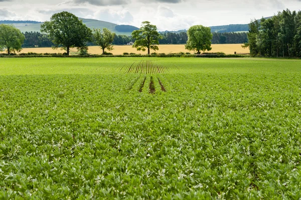 Young bean växter som växer — Stockfoto