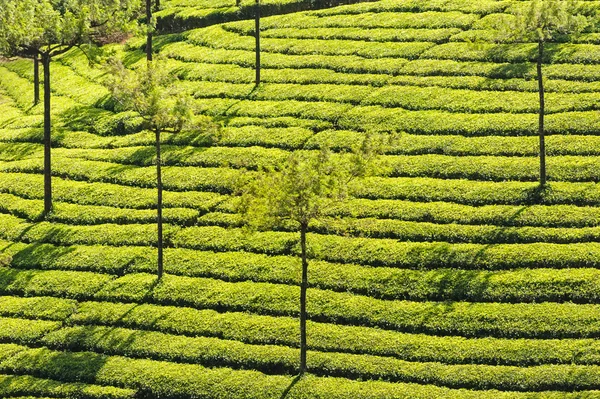 Tea plantations in Kerala India — Stock Photo, Image