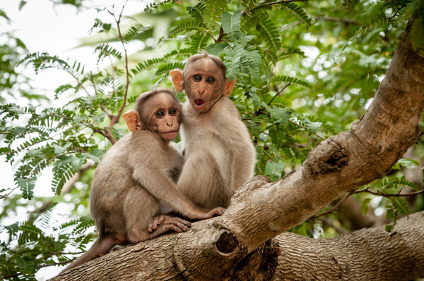 Monkeys on tree branch