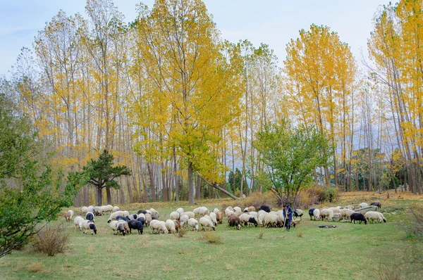 A elderly shepherd with his sheep — Stock Photo, Image