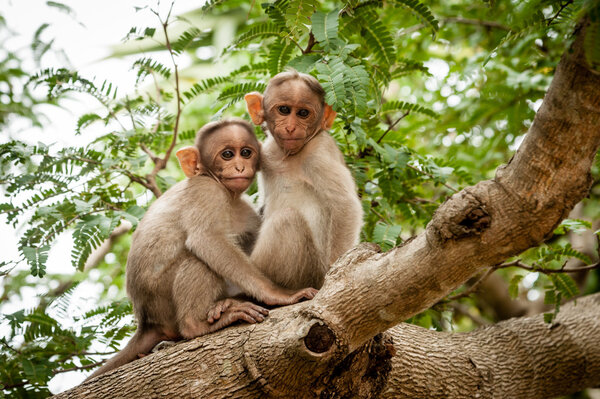 Monkeys on a tree branch