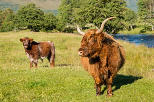 Krowy starsze Highland — Zdjęcie stockowe