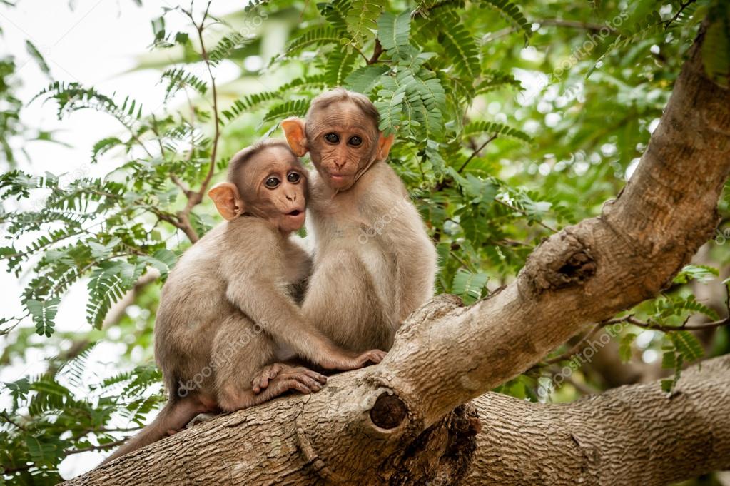 Two young monkeys
