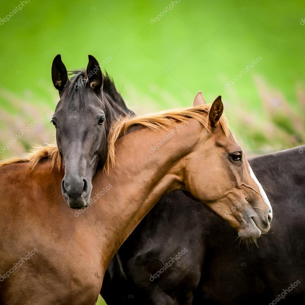 14027 - DIVERSOS - ANIMAIS - Dois Cavalos de frente - CAVALO - 41x29 cm.