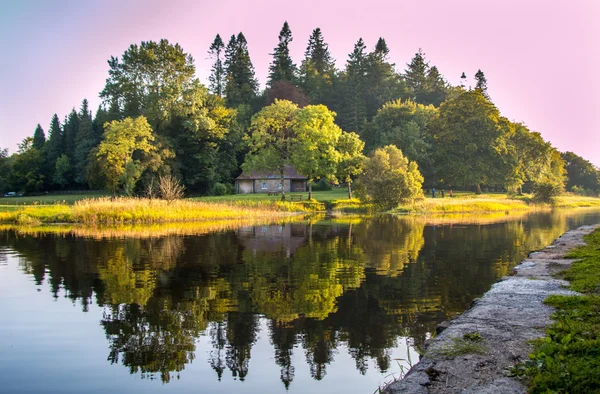İrlanda büyülü ormanda