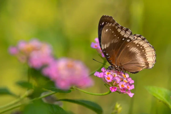 Brauner Schmetterling auf einer rosa Blume. — Stockfoto