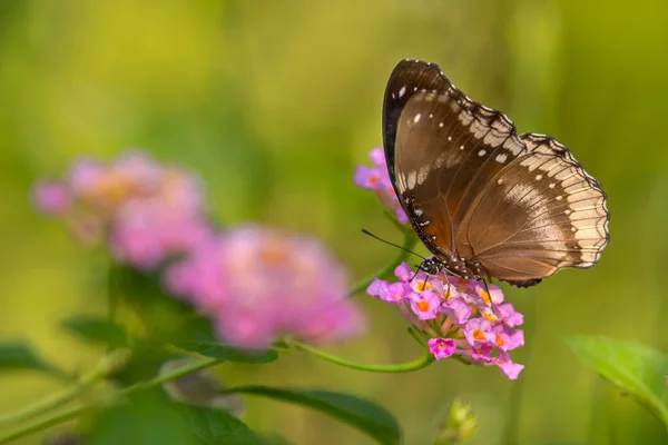 Brun fjäril på en rosa blomma. — Stockfoto