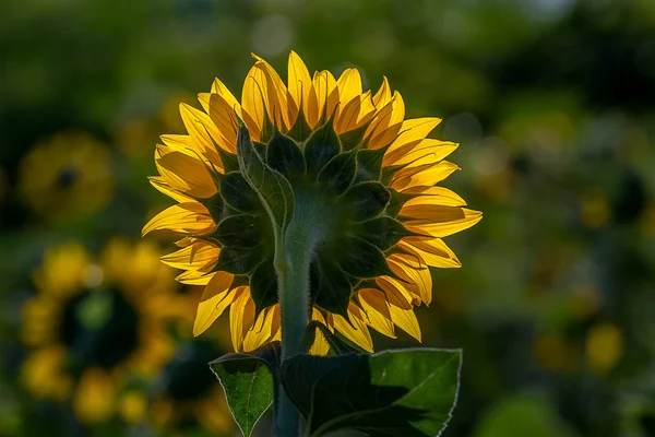 Ayçiçeği kızdırma.