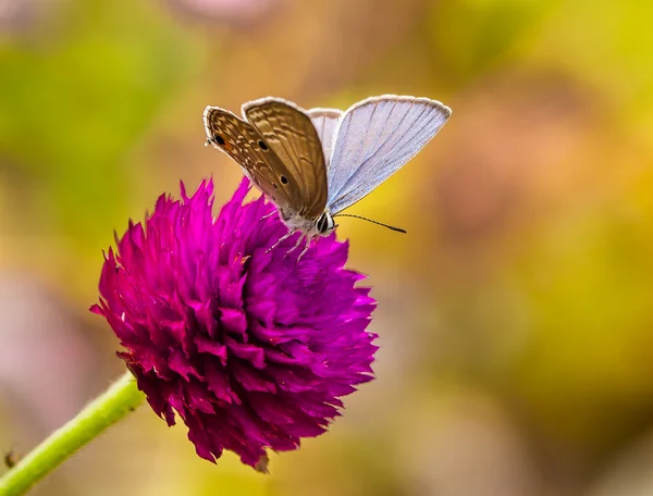 Бабочка на цветке. — стоковое фото