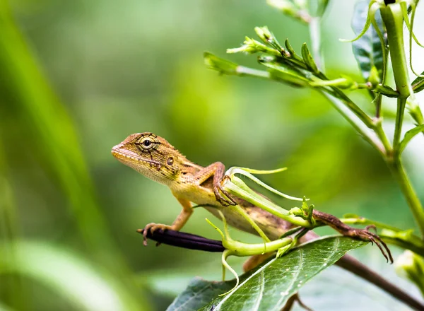 Lizard on a plant. — Stock Photo, Image