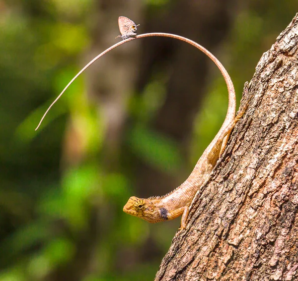 Butterfly on a lizards tail. — Stock Photo, Image