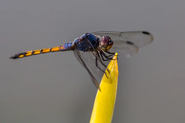 Dragonfly on a yellow stem. — Stock Photo, Image