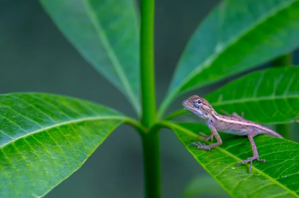 Ještěrka na list, dívá se nahoru. — Stock fotografie