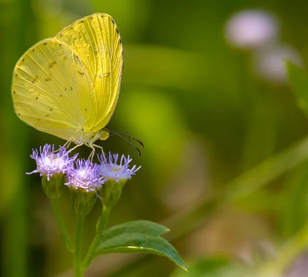 Fjäril på blommor. — Stockfoto