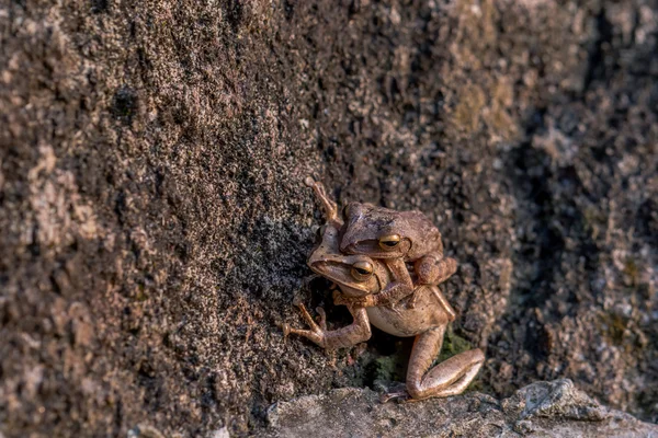 Romantic Frogs, in Love. — Stock Photo, Image