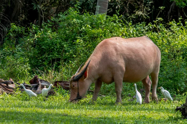 Su aygırı ve iğreti togeher otlatma.