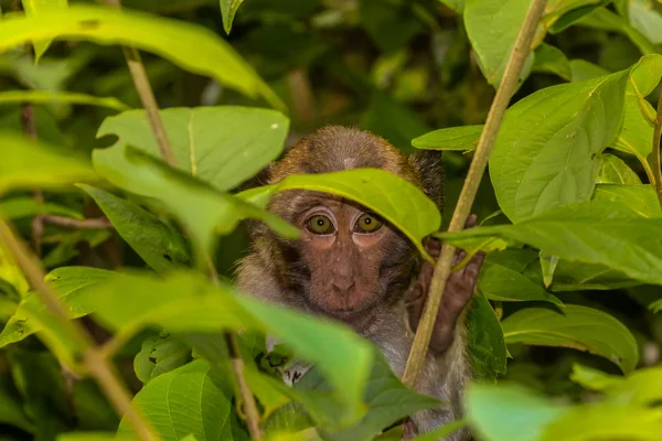 Utangaç maymun ormandan gözetleme.