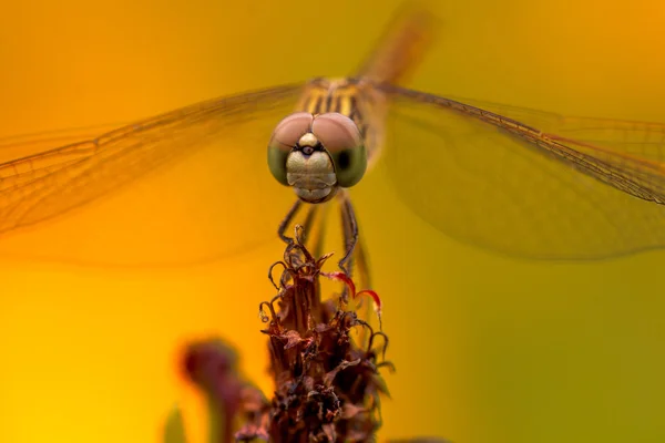 Dragonfly πρόσωπο από κοντά Εικόνα Αρχείου