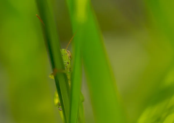 Grasshopper hiding behind a leaf. — Stock Photo, Image