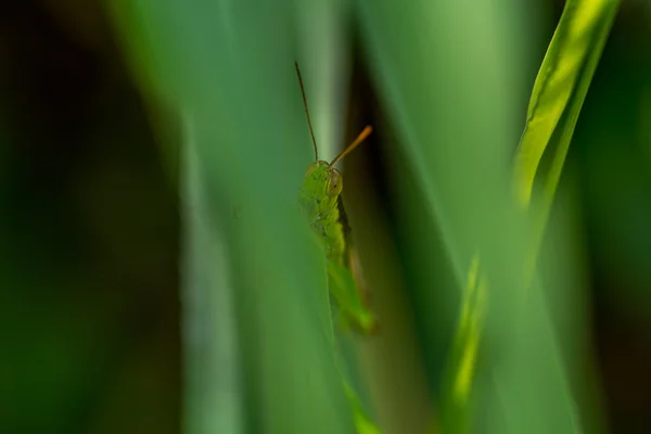 Sprinkhaan verstopt achter een blad. — Stockfoto