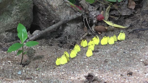 숲에서 스트림에 의해 노란 나비. — 비디오