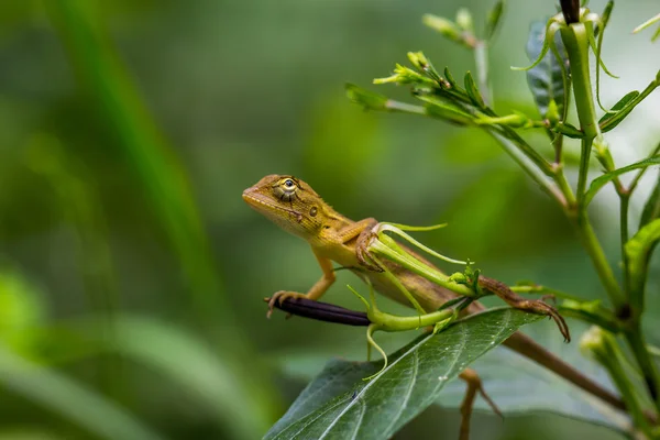 Lizard on a plant looking up. — Stock Photo, Image
