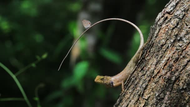 Borboleta na cauda de lagarto na floresta . — Vídeo de Stock