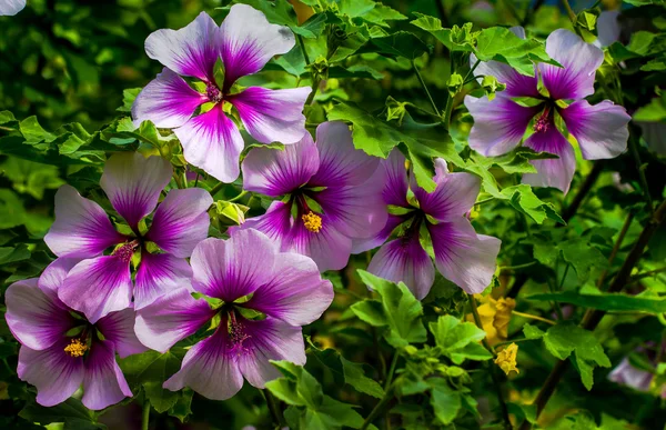 Vacker trädgård blommor. — Stockfoto