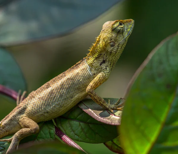 Lizard eye close up. — Stock Photo, Image