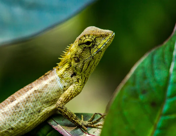 Kertenkele gözünü kapat.