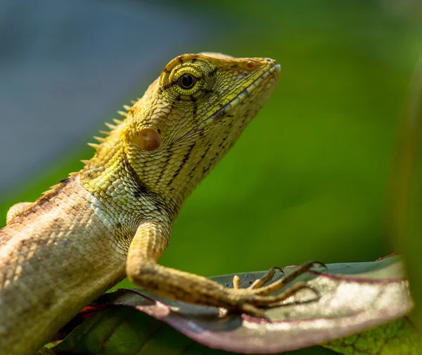 Kertenkele gözünü kapat.