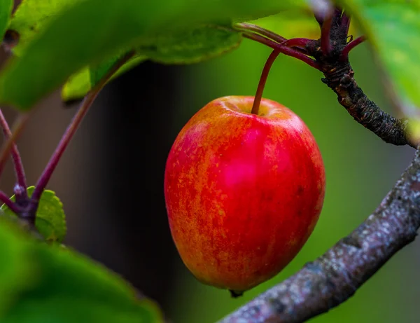 Ağaç üzerinde taze kırmızı elma.