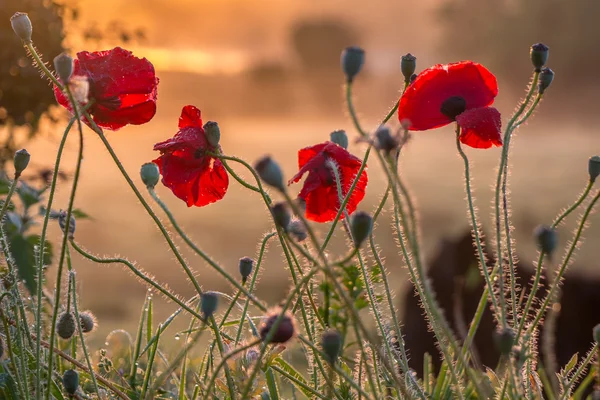 Gündoğumu ve sabah çiğ kırmızı haşhaş çiçekler üzerinde.