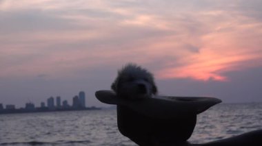 Gün batımında şapkalı bir köpek yavrusu.