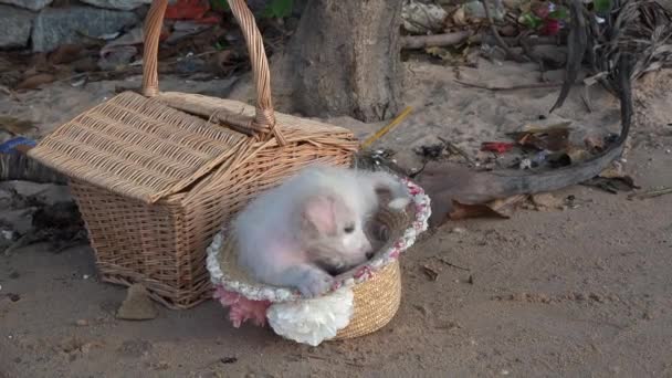 Leuk grappige weinig, puppy valt uit een hoge hoed op het strand. — Stockvideo