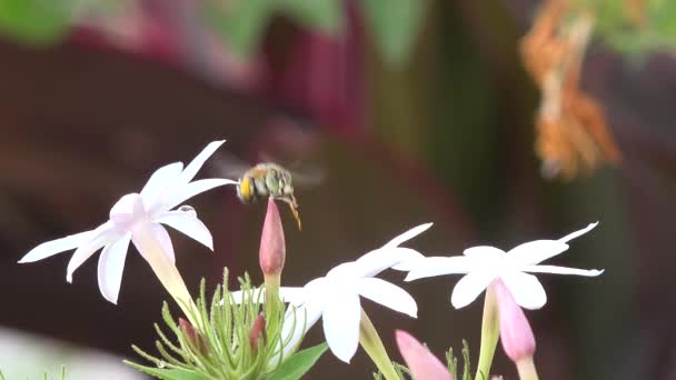 Modré pruhované včela, natočil v 4k v Thajsku. — Stock video