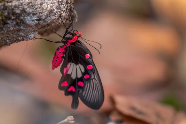 Uma bela borboleta vermelha e preta . — Fotografia de Stock