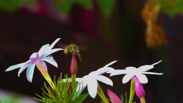 Blue-banded bee visits some pretty flowers. — Stock Video