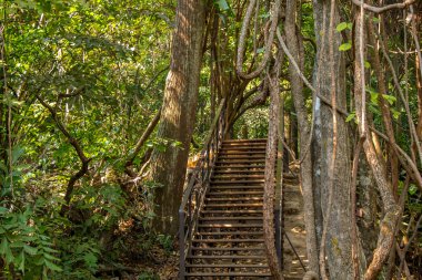 Ormanda bir merdiven.