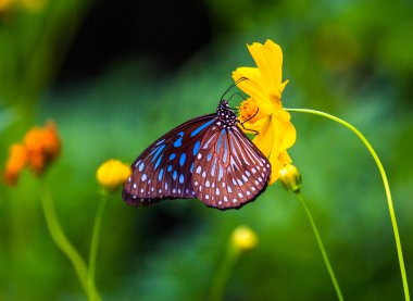 Bir çiçeğin üzerinde güzel bir kelebek.
