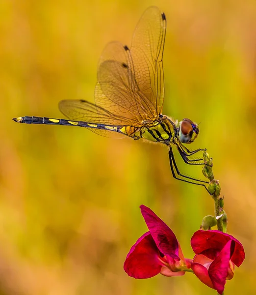 Eine Großaufnahme Einer Libelle Auf Einer Blume — Stockfoto