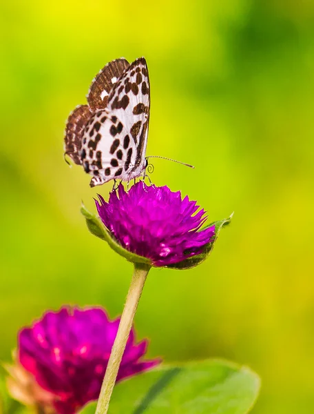 Una Hermosa Mariposa Una Flor —  Fotos de Stock